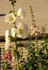 Hollyhock 