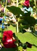 შინდისფერი ყვავილების Hollyhock ფოტო