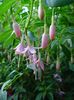 pink Flower Honeysuckle Fuchsia photo