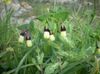 gulur  Honeywort, Blár Rækjur Planta, Blár Vax Blóm mynd