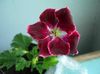kesäkuu Hupullinen-Lehtiä Pelargonium, Puu Pelargonium, Wilde Malva
