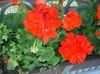 punainen Kukka Hupullinen-Lehtiä Pelargonium, Puu Pelargonium, Wilde Malva kuva