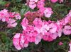 粉红色 花 连帽叶香叶，天竺葵树，王尔德马尔瓦 照片