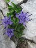 svijetlo plava Cvijet Rogovima Rampion foto