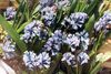 bleu ciel Hyacinthella Pallasiana