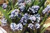 light blue Hyacinthella pallasiana