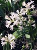 hvit Blomst Hyacinthella Pallasiana bilde