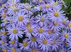 svijetlo plava Cvijet Ialian Astra foto