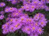 ružičasta Cvijet Ialian Astra foto