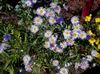 იასამნისფერი ყვავილების Ialian Aster ფოტო