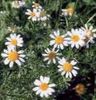 Aster Ialian