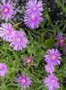 lilac Flower Ice Plant photo