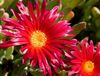 red Flower Ice Plant photo