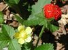 spring Indian Strawberry, Mock Strawberry