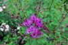 rosa Flor Ironweed foto