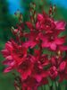 červená Kvetina Ixia fotografie
