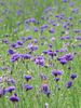 púrpura Flor Centaurea, Cardo Estrella, Aciano foto