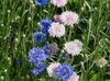 ροζ λουλούδι Knapweed, Αστέρι Γαϊδουράγκαθο, Καλαμποκάλευρο φωτογραφία