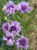 იასამნისფერი ყვავილების Knapweed, ვარსკვლავი Thistle, ღიღილოს ფოტო