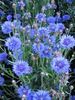 azul claro Flor Centaurea, Cardo Estrella, Aciano foto
