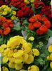 Bayan Terlik, Terlik Çiçek, Slipperwort, Cüzdan Bitki, Kese Çiçek