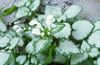 weiß Blume Lamium, Taubnessel foto