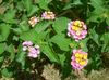 pembe çiçek Lantana fotoğraf