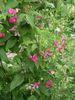 rosa Lathyrus Tuberosus