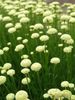 weiß Blume Lavendel Baumwolle, Heilige Kraut, Boden Zypressen, Petite Zypressen, Grünen Heiligenkraut foto
