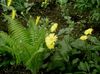 жовтий Квітка Доронікум Східний фото