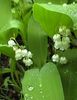 white Flower Lily of the valley, May Bells, Our Lady's Tears photo