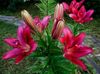 burgundy Flower Lily The Asiatic Hybrids photo
