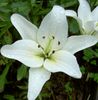 bílá Květina Lilie Asijského Hybridy fotografie