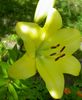 yellow Flower Lily The Asiatic Hybrids photo