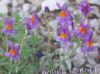 lilac Flower Linaria photo