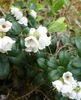 white Flower Lingonberry, Mountain Cranberry, Cowberry, Foxberry photo