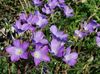 lilac Flower Linum perennial photo