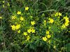 yellow Flower Linum perennial photo