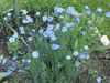 ღია ლურჯი ყვავილების Linum მრავალწლიანი ფოტო