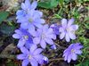açık mavi çiçek Liverleaf, Kızılyaprak, Roundlobe Hepatica fotoğraf
