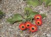қызыл Гүл Doroteantus (Mesembryanthemum Margaritotsvetkovy) фото