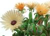 ფორთოხალი ყვავილების Livingstone Daisy ფოტო