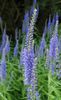 light blue Flower Longleaf Speedwell photo