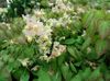 თეთრი ყვავილების Longspur Epimedium, Barrenwort ფოტო