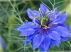 blau Blume Liebe-In-Ein-Nebel foto