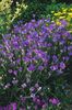 violet Floare Plantă Dragoste, Dart Lui Cupidon fotografie