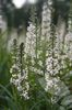 august Lysimachia Ephemerum