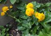 galben Floare Marsh Galbenele, Calce fotografie
