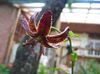 burgundy Flower Martagon Lily, Common Turk's Cap Lily photo