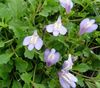 lilac Flower Mazus photo